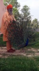 ਵੇਖੋ ਇਕ ਪਿਆਰਾ ਦ੍ਰਿਸ਼...ਇਕ ਪਾਸੇ ਗੁਰਬਾਣੀ ਦਾ ਪਾਠ ਹੋ ਰਿਹਾ ਹੈ ਤੇ ਨਾਲ ਹੀ ਇਕ ਮੋਰ ਤੇ ਬਾਬਾ ਜੀ ਦੀ ਸਾਂਝ...!!