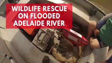 Men rescue wallabies and pig during fishing trip on flooded Adelaide river