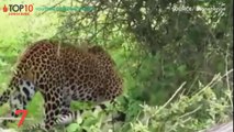 THE TOP 10 || TOP 10 LEOPARDS ATTACK ANIMALS ON THE TREE || Leopard Climbing Up a Tree with Its Pre