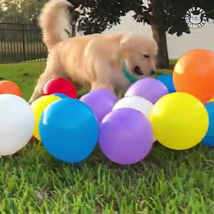 Good goldens 
