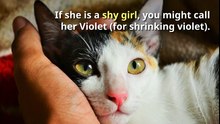 How To Pick The Perfect Name For Your Kitten