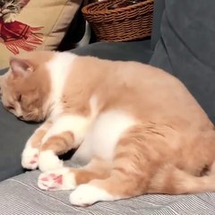 Cat having a bad dream