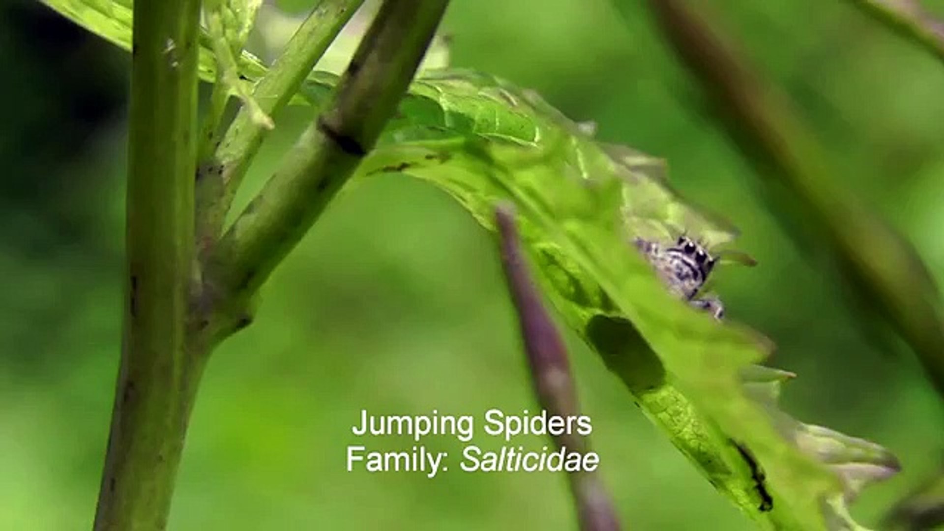 Documentary Ant Insects & Spiders: Jumping Spiders, Robber Flies, Crab Spider, Ladybug and
