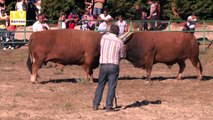 Fianl do Campeonato de Chegas de Bois de Raça Barrosã - 2017