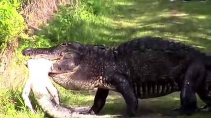 Crocodile vs. Crocodile Real Fight - Battle of King of Swamp