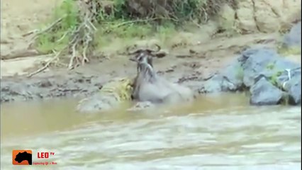 Wildebeests Stuck Vs Crocodile - Wildebeests Escape On The River - Animal Attacks