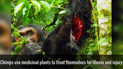 20 Facts About Chimpanzees You Never Knew