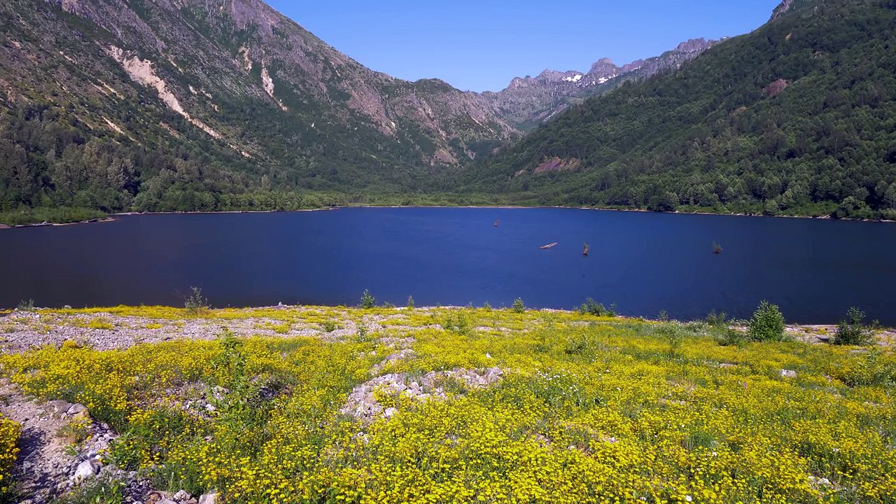 Carpet of Yellow Wildflowers in 4K UHD | Nature Sounds & Bird Signing - Coldwater Lake Shores