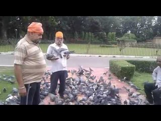 मॉर्निंग वाकर्स का कबूतर प्रेम बना चर्चा का विषय