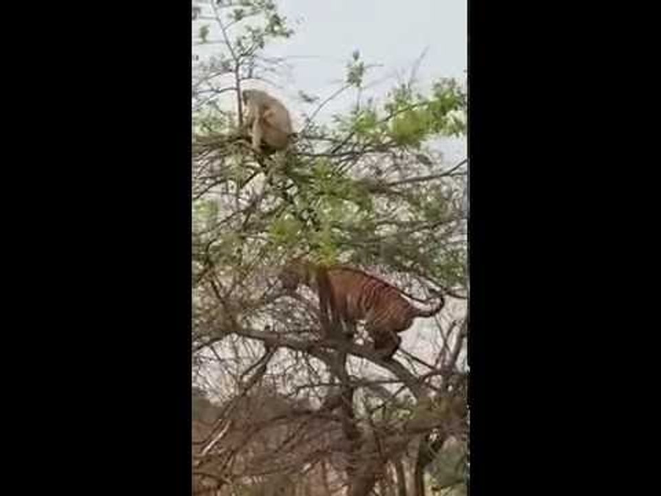 देखिए कैसे बाघ को छकाया चालाक लंगूर ने