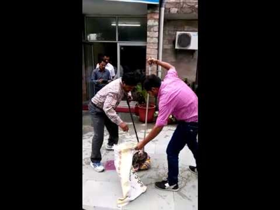 Python entering government offices