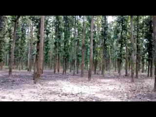 Hunting of animals in Wildlife Division in Maharajganj of UP