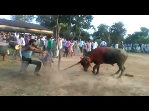 bull fight in jharkhand