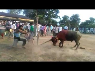 bull fight in jharkhand