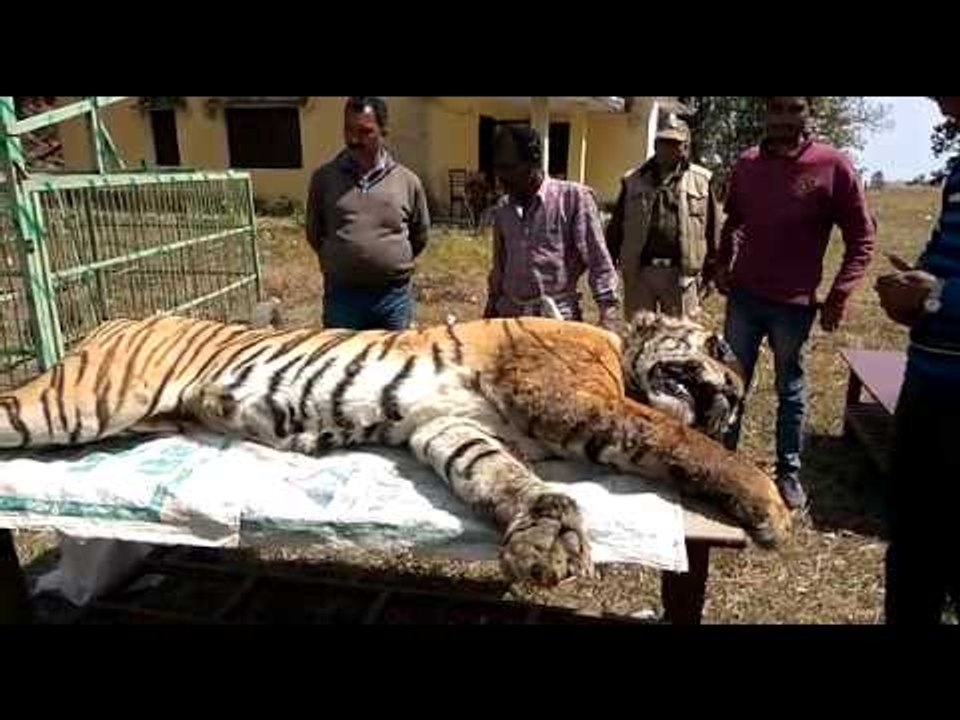 Death of two people, including women in Ramnagar, during the treatment of tigers