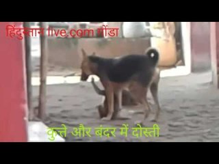 Monkey and dog friendship