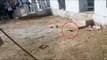 Snake caught in a government school in Hardoi Uttar Pradesh