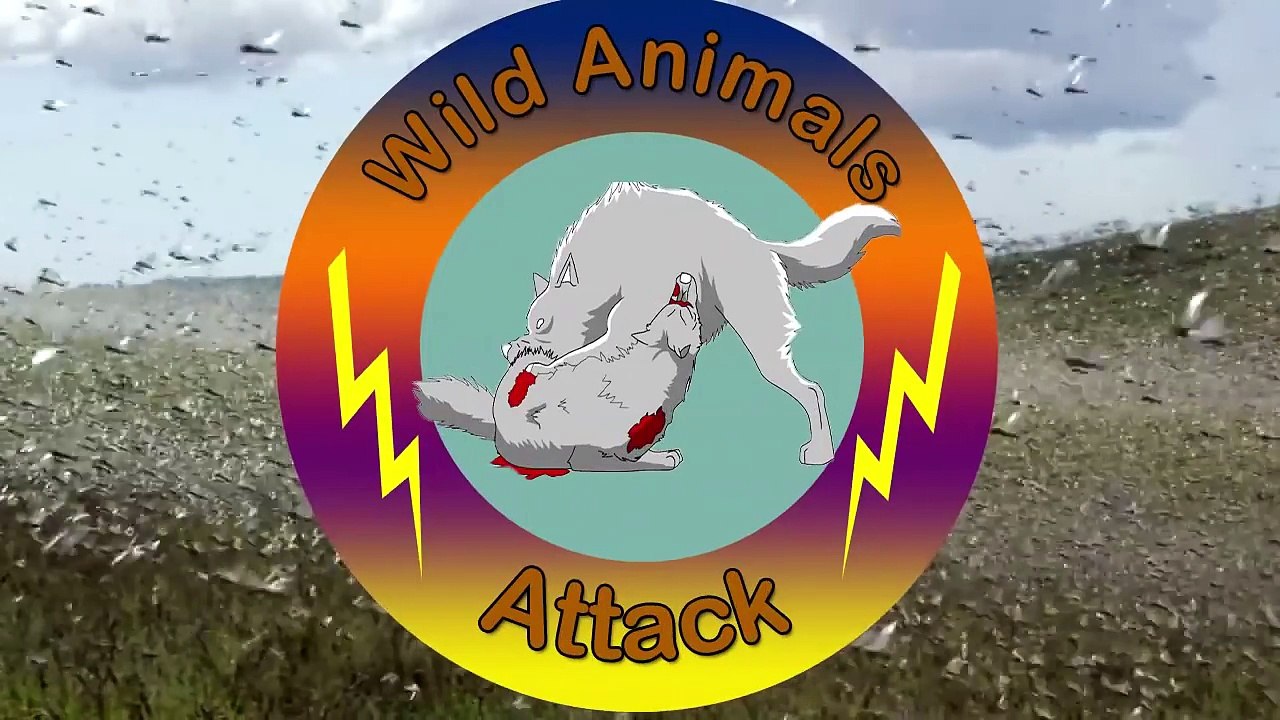 Amazing Baboons Attacking the Cheetah to Save Gazelle - Wild Animal Attacks