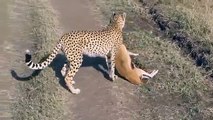 Baby Cheetah Chasing Impala Amazing Attacks - Most Amazing Wild Animals Attacks
