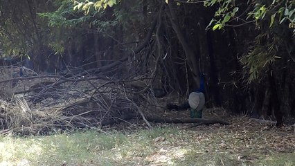 Delhi zoo to have colourful, interesting attractions