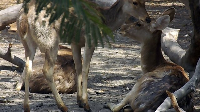Delhi Zoo - National Zoological Park