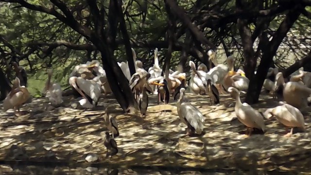 Delhi Zoo | Delhi National Zoological Park