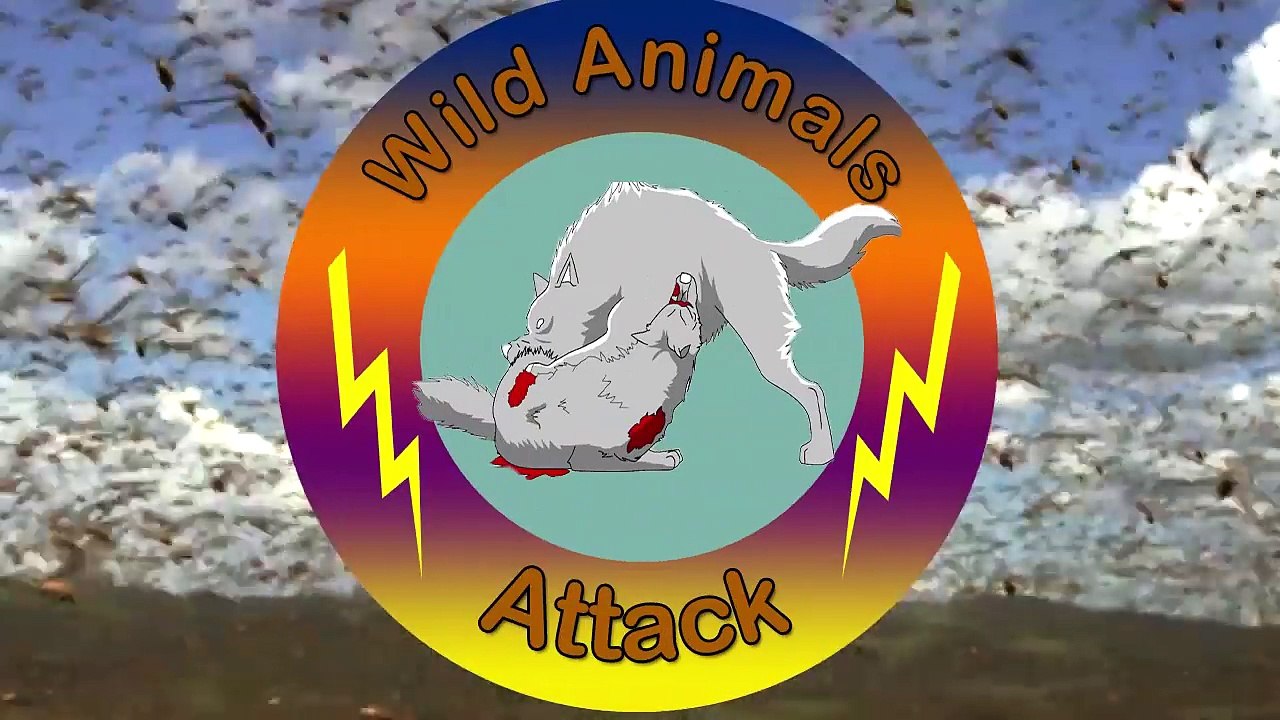 Leopard vs Crocodile - Leopard Attacks and Kills a Crocodile