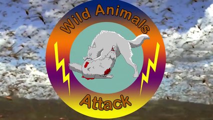 LİON vs CHEETAH Real Fight - Most Amazing Wild Animal Attacks