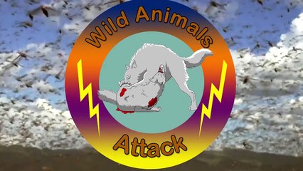 Crocodile Most Spectacular Hunting Attack Compilation Including Lion - lion Badly Injured