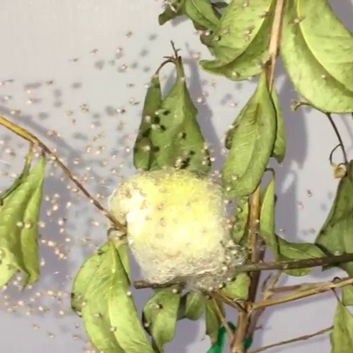 Des centaines de bébés araignées viennent de naitre... Magnifique et terrifiant