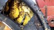 Ces abeilles ont battit leur nid dans un pneu de camion... Essaim géant