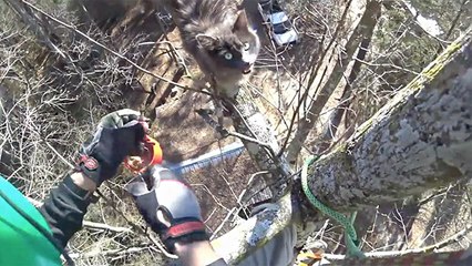 'Kitty' The Cat Is Stuck In A Tree
