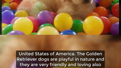 Top 10 Dog Breeds With Incredible Sense of Smell