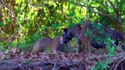 Most Amazing Animal Attack Compilation - Racing for Survival