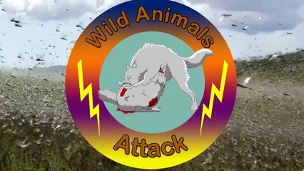 Antelope Died After Hippopotamus Rescue - Kill Prey to Death