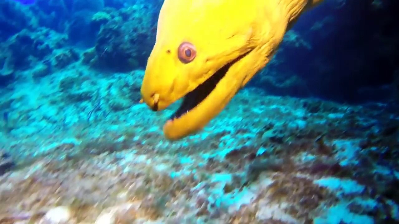 Giant Eel Attacks All Animals Undersea - Most Terrible Monster of Ocean