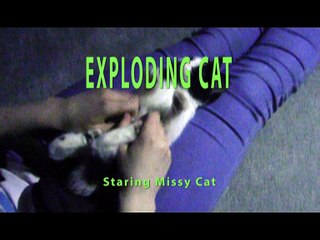 Missy The Exploding Kitten