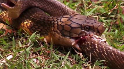 Snake Eats Snake Alive - Terrible!!