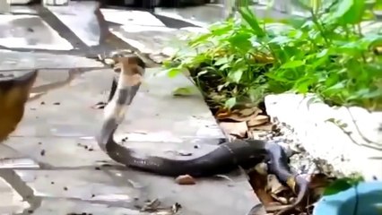 The Fierce Battle of Small Animals vs. Snake - Who Win?