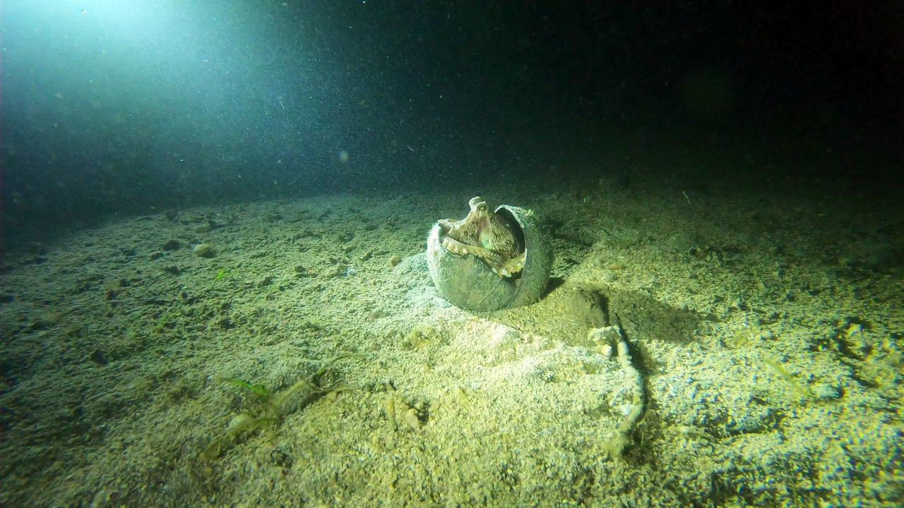Coconut Octopus
