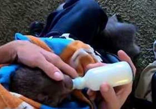 Small Wombats Keep 'Mum' Busy