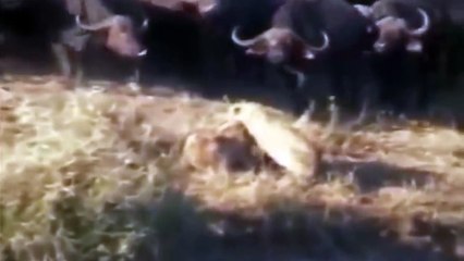 Lion vs Buffalo Video Compilation - Buffalo Species Angry - Wild Animal Fight Videos