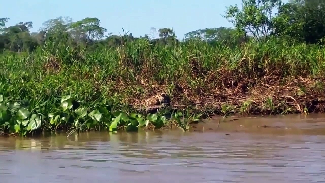 Jaguar Attacks Crocodile - Wild Animals Fighting