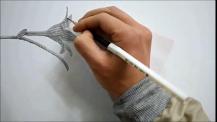 연필드로잉 - 벌새 그리기 [ Drawing animals - Hummingbird / Speed drawing ]