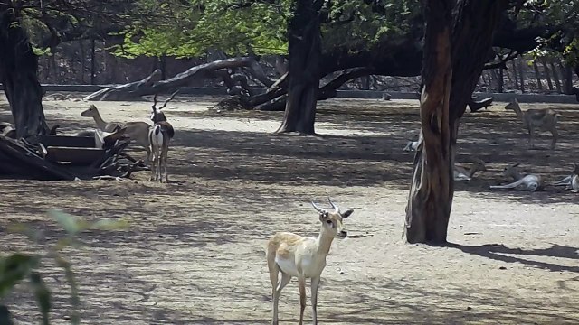 Delhi Zoo (National Zoological Part)