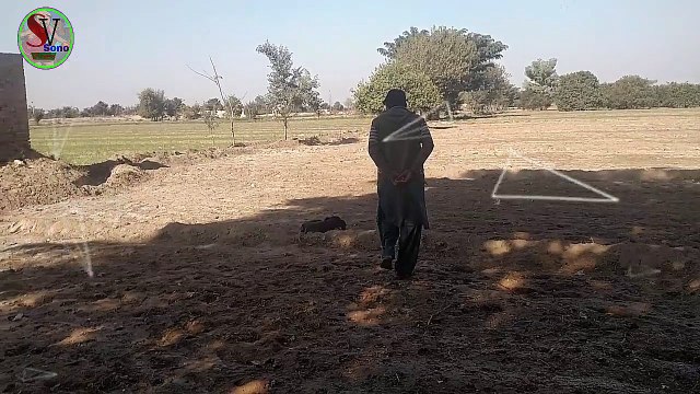 Funny Dogs Video 2018 || Funny animals Video 2018 || funny Things video 2018 || Best Funny videos 2018 || funny peoples video 2018 || funny videos 2018 || funnY clips 2018 || Comedy Video 2018