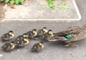 Duck Family Rescued by Police Amid Sydney Traffic