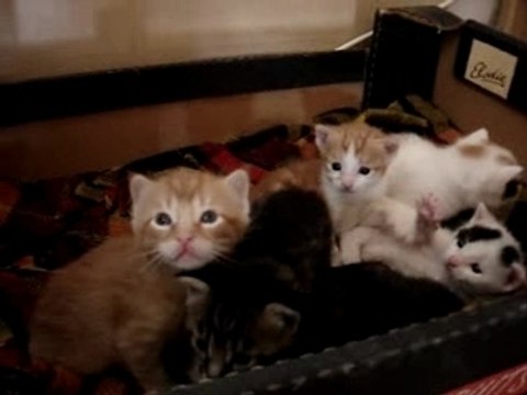 Les petites pattes 3