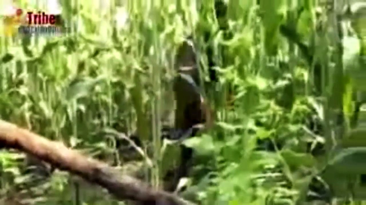 Documentary [sub ENG] Lifestyle of African Tribes Living lsolated Tribes Of The Amazon Rain forest