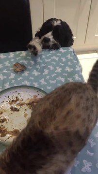 Ce chat nargue le chien avec un morceau de viande... Pauvre toutou